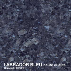 051 labradorBleuHQ